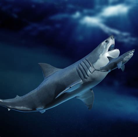 megalodon shark real photos|Everything You Need to Know About the Real Megalodon, an .